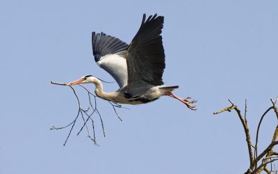 Alimentos de hijos mayores de edad: extinción, retroactividad y errores mortales en ejecución
