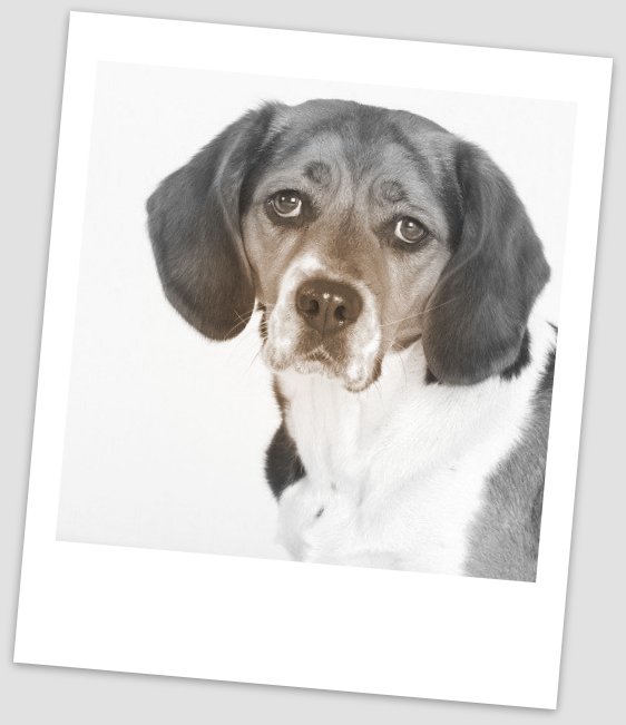 ALT+QUIEN SE QUEDA CON LA MASCOTA TRAS DIVORCIO EN ESPAÑA