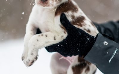 Cuando la víctima de violencia vicaria es un perro